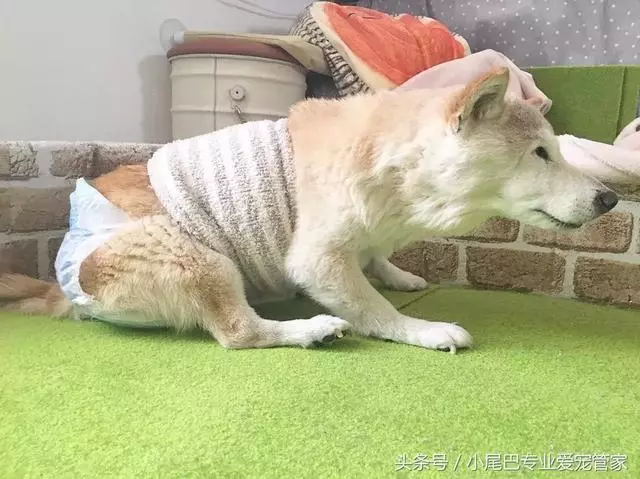 17歲老年癡呆網紅柴犬離世,以後小貓你不用再照顧我了