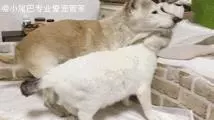 17歲老年癡呆網紅柴犬離世,以後小貓你不用再照顧我了