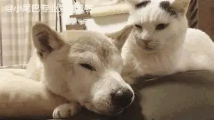17歲老年癡呆網紅柴犬離世,以後小貓你不用再照顧我了