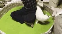 17歲老年癡呆網紅柴犬離世,以後小貓你不用再照顧我了
