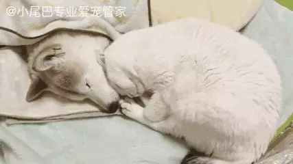 17歲老年癡呆網紅柴犬離世,以後小貓你不用再照顧我了