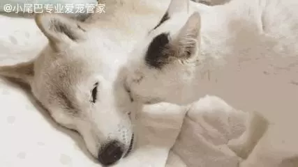 17歲老年癡呆網紅柴犬離世,以後小貓你不用再照顧我了