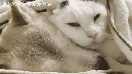 17歲老年癡呆網紅柴犬離世,以後小貓你不用再照顧我了
