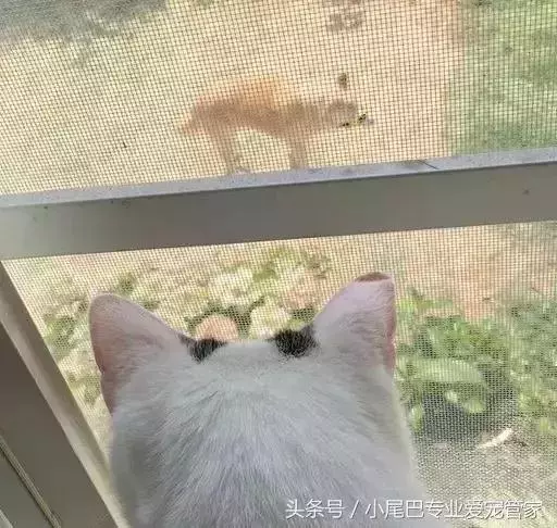 17歲老年癡呆網紅柴犬離世,以後小貓你不用再照顧我了
