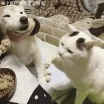 17歲老年癡呆網紅柴犬離世,以後小貓你不用再照顧我了