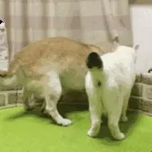 17歲老年癡呆網紅柴犬離世,以後小貓你不用再照顧我了