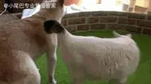 17歲老年癡呆網紅柴犬離世,以後小貓你不用再照顧我了
