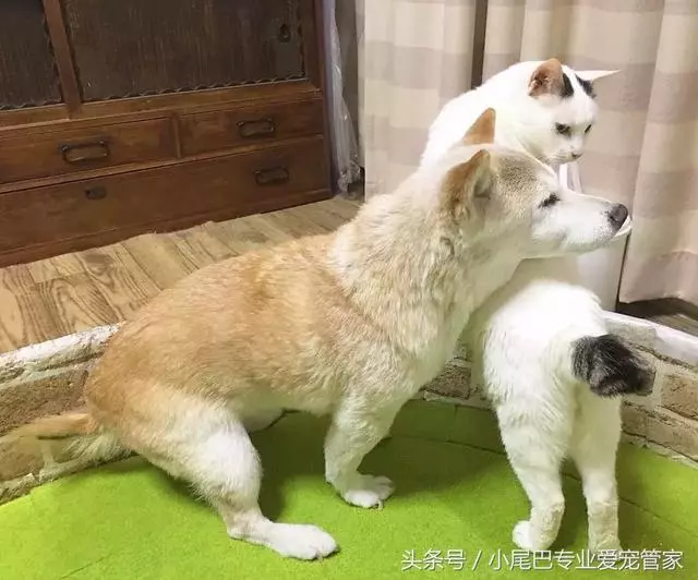 17歲老年癡呆網紅柴犬離世,以後小貓你不用再照顧我了