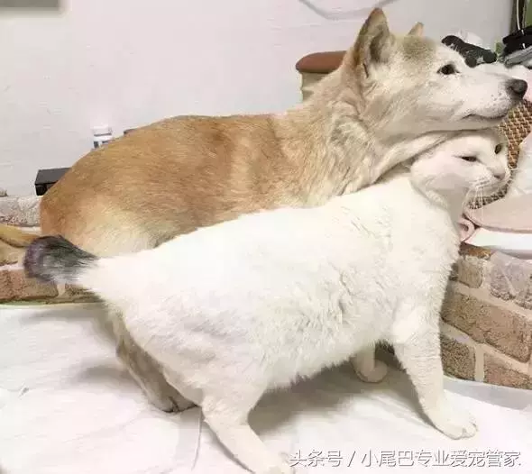 17歲老年癡呆網紅柴犬離世,以後小貓你不用再照顧我了