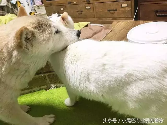 17歲老年癡呆網紅柴犬離世,以後小貓你不用再照顧我了