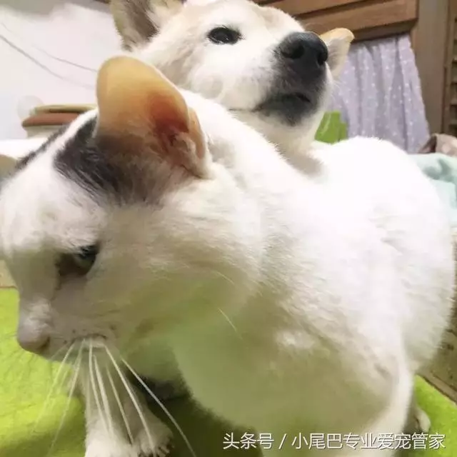 17歲老年癡呆網紅柴犬離世,以後小貓你不用再照顧我了