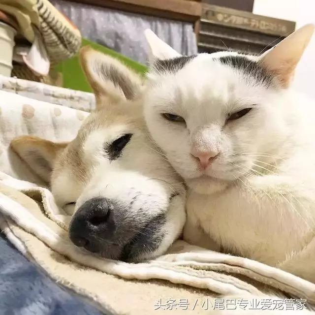 17歲老年癡呆網紅柴犬離世,以後小貓你不用再照顧我了