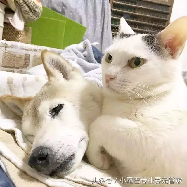 17歲老年癡呆網紅柴犬離世,以後小貓你不用再照顧我了
