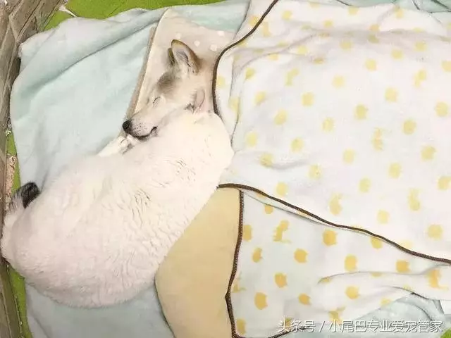 17歲老年癡呆網紅柴犬離世,以後小貓你不用再照顧我了