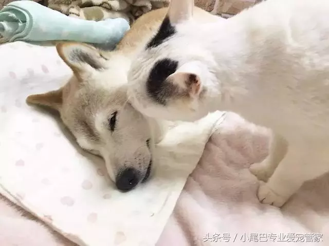 17歲老年癡呆網紅柴犬離世,以後小貓你不用再照顧我了
