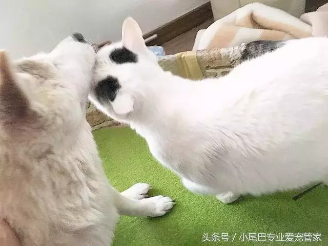 17歲老年癡呆網紅柴犬離世,以後小貓你不用再照顧我了
