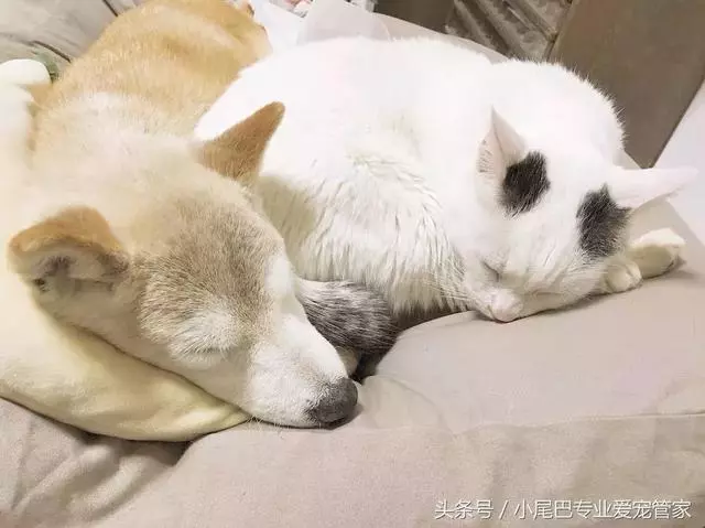17歲老年癡呆網紅柴犬離世,以後小貓你不用再照顧我了