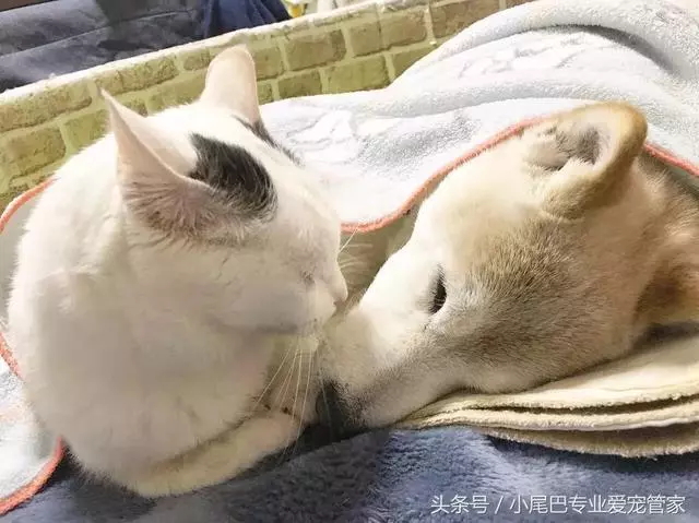 17歲老年癡呆網紅柴犬離世,以後小貓你不用再照顧我了