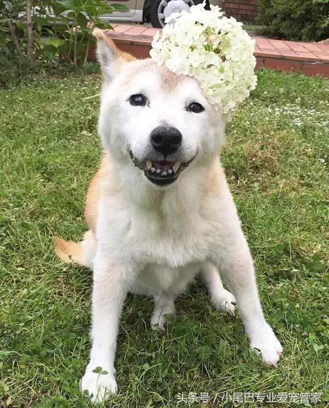 17歲老年癡呆網紅柴犬離世,以後小貓你不用再照顧我了