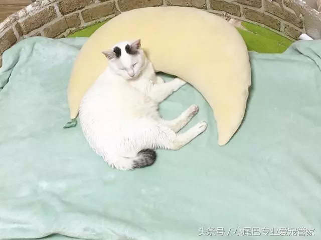 17歲老年癡呆網紅柴犬離世,以後小貓你不用再照顧我了