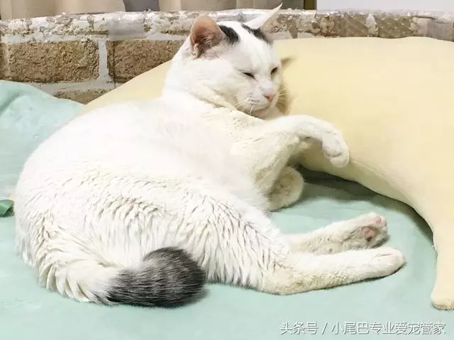 17歲老年癡呆網紅柴犬離世,以後小貓你不用再照顧我了