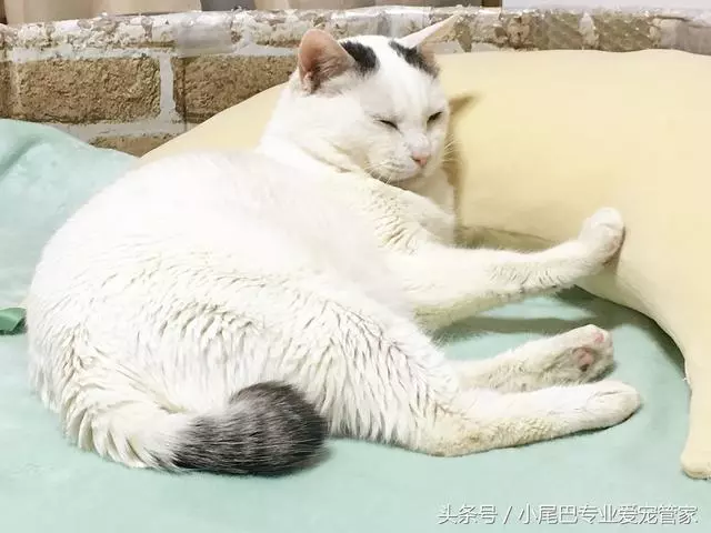 17歲老年癡呆網紅柴犬離世,以後小貓你不用再照顧我了