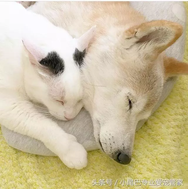 17歲老年癡呆網紅柴犬離世,以後小貓你不用再照顧我了