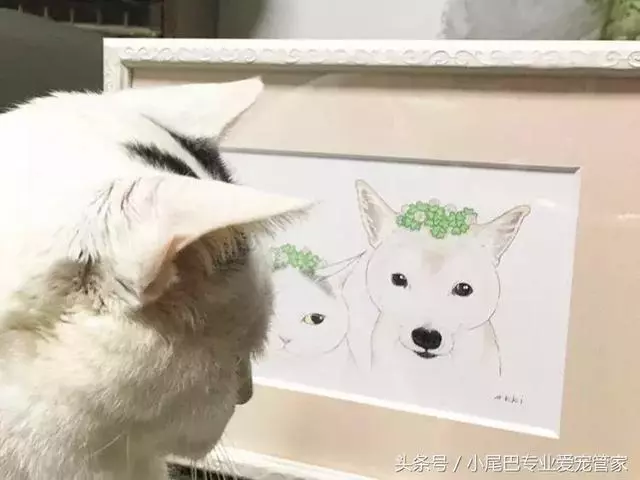 17歲老年癡呆網紅柴犬離世,以後小貓你不用再照顧我了