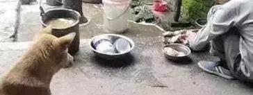 青梅竹馬的狗和雞,主人當狗的面把雞殺了後,狗狗的行動詮釋了這個物種的高貴品質讓人瞬間淚流