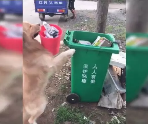 金毛拿垃圾去倒,主人一路跟隨拍照,發現這貨已成精!