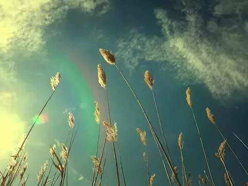 哪根水管的水流下來最快?測你有什麼驚人天賦!