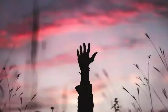 請在一秒內作答!你看到幾隻狗?測你內心的人格特性。