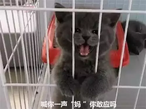 看到買主進店,小奶貓費盡心思推銷自己:叫你一聲媽你敢應嗎
