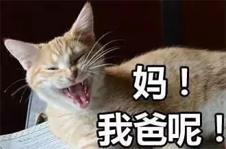 看到買主進店,小奶貓費盡心思推銷自己:叫你一聲媽你敢應嗎