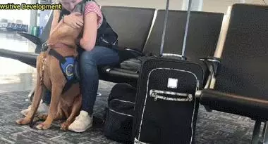 女子焦慮症發作,服務犬上前安撫,關於服務犬你了解多少?