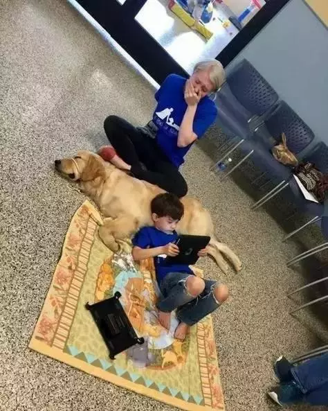 女子焦慮症發作,服務犬上前安撫,關於服務犬你了解多少?