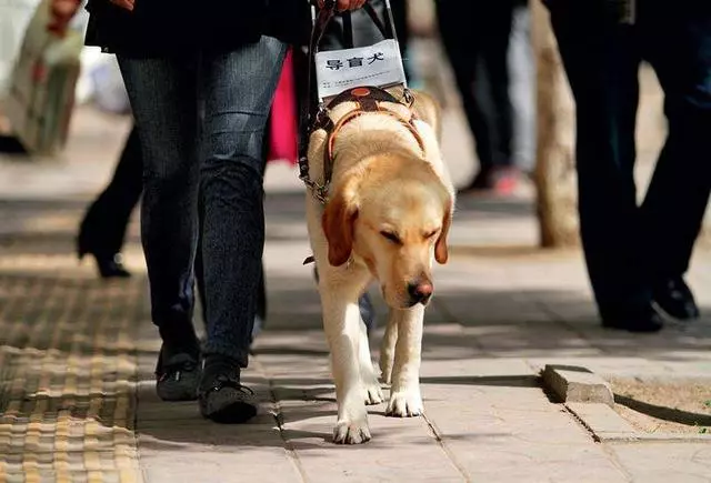 女子焦慮症發作,服務犬上前安撫,關於服務犬你了解多少?