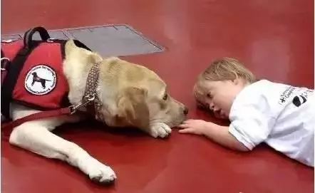 女子焦慮症發作,服務犬上前安撫,關於服務犬你了解多少?
