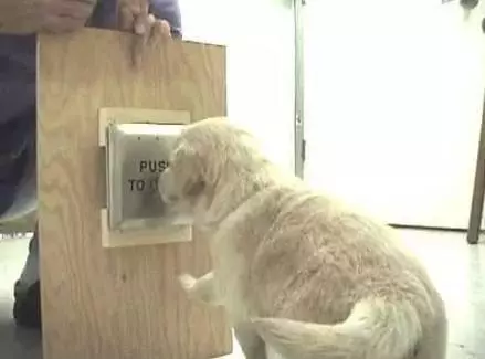 女子焦慮症發作,服務犬上前安撫,關於服務犬你了解多少?