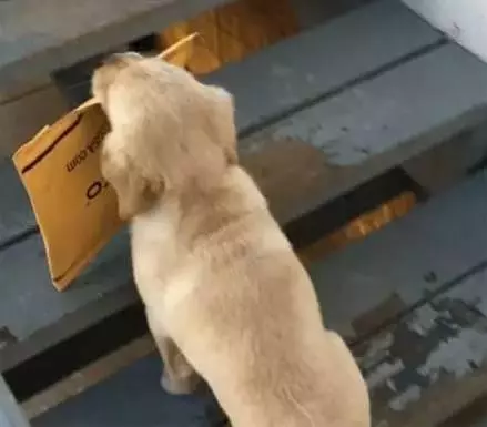 女子焦慮症發作,服務犬上前安撫,關於服務犬你了解多少?