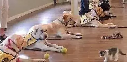 女子焦慮症發作,服務犬上前安撫,關於服務犬你了解多少?