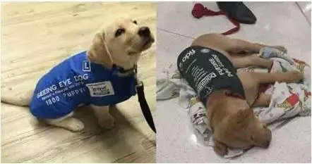 女子焦慮症發作,服務犬上前安撫,關於服務犬你了解多少?