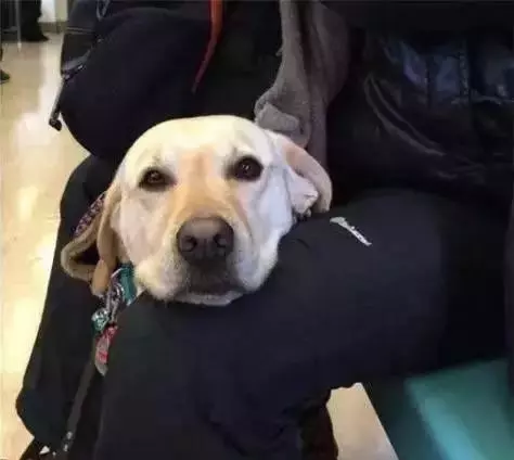 女子焦慮症發作,服務犬上前安撫,關於服務犬你了解多少?