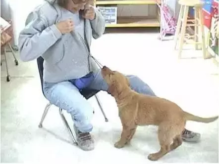女子焦慮症發作,服務犬上前安撫,關於服務犬你了解多少?