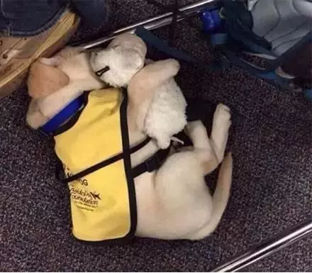 女子焦慮症發作,服務犬上前安撫,關於服務犬你了解多少?