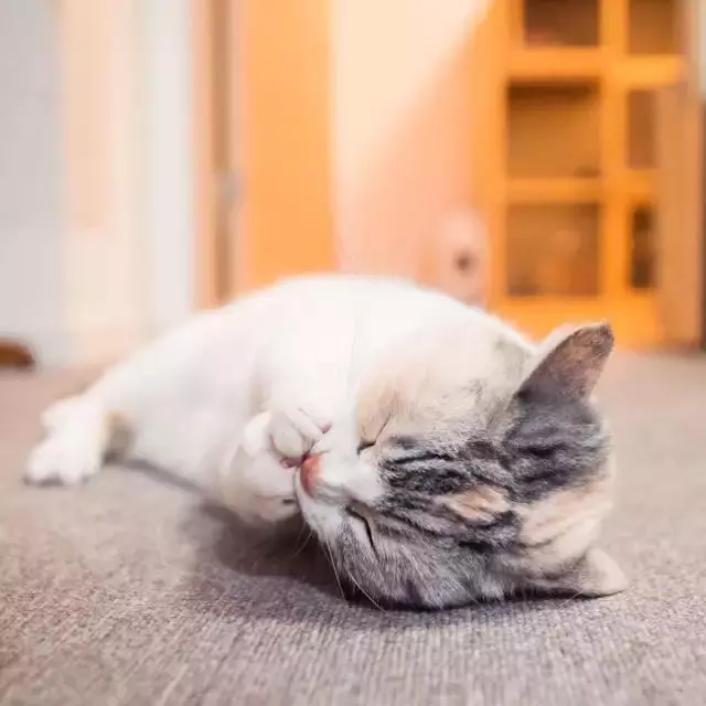 貓的哪些行為說明它愛你?