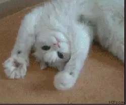 貓的哪些行為說明它愛你?