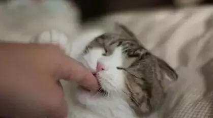 貓的哪些行為說明它愛你?