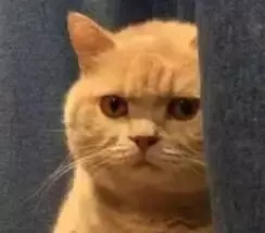 貓的哪些行為說明它愛你?
