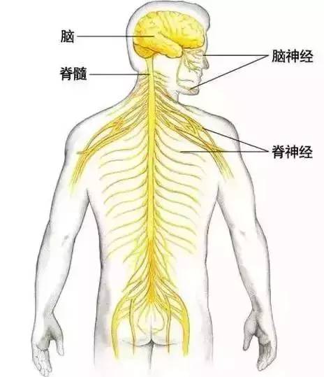 拉開身上「筋結」,體內百病去,專家獨門拉筋法,8~80歲都適用